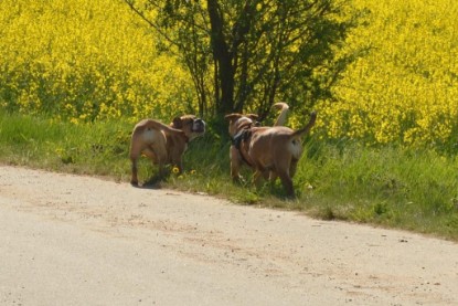 Continental Bulldogs Seeblickbulls Bilderalbum - De Paul zu Besuch