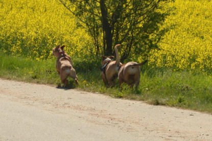 Continental Bulldogs Seeblickbulls Bilderalbum - De Paul zu Besuch