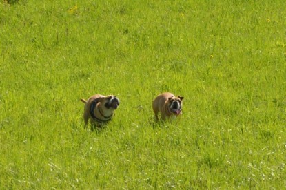 Continental Bulldogs Seeblickbulls Bilderalbum - De Paul zu Besuch