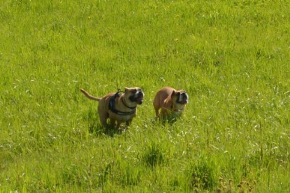 Continental Bulldogs Seeblickbulls Bilderalbum - De Paul zu Besuch