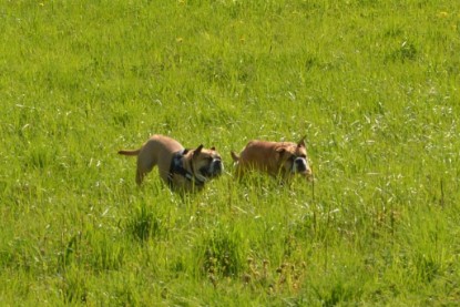 Continental Bulldogs Seeblickbulls Bilderalbum - De Paul zu Besuch