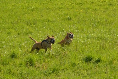 Continental Bulldogs Seeblickbulls Bilderalbum - De Paul zu Besuch