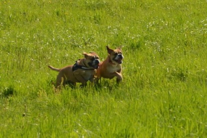 Continental Bulldogs Seeblickbulls Bilderalbum - De Paul zu Besuch