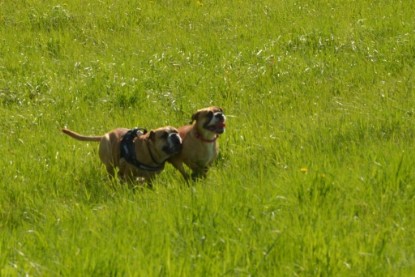 Continental Bulldogs Seeblickbulls Bilderalbum - De Paul zu Besuch