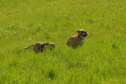 Continental Bulldogs Seeblickbulls Bilderalbum - De Paul zu Besuch