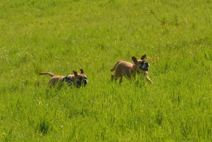 Continental Bulldogs Seeblickbulls Bilderalbum - De Paul zu Besuch