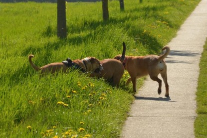 Continental Bulldogs Seeblickbulls Bilderalbum - De Paul zu Besuch