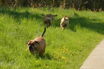 Continental Bulldogs Seeblickbulls Bilderalbum - De Paul zu Besuch