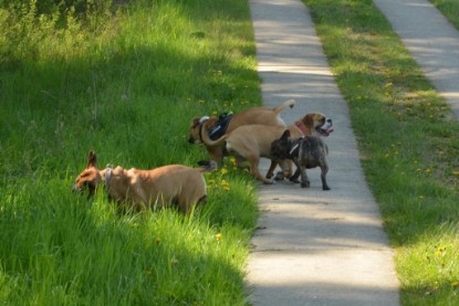 Continental Bulldogs Seeblickbulls Bilderalbum - De Paul zu Besuch