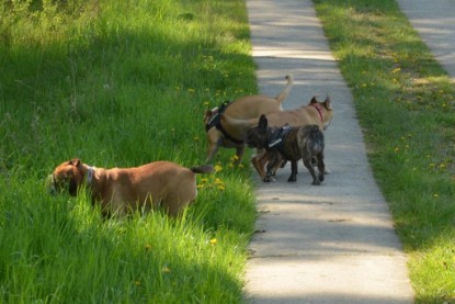 Continental Bulldogs Seeblickbulls Bilderalbum - De Paul zu Besuch