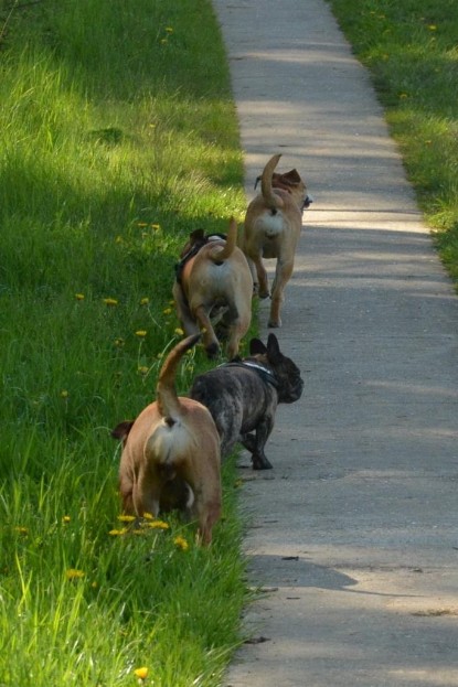 Continental Bulldogs Seeblickbulls Bilderalbum - De Paul zu Besuch