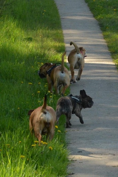 Continental Bulldogs Seeblickbulls Bilderalbum - De Paul zu Besuch