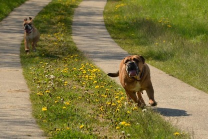 Continental Bulldogs Seeblickbulls Bilderalbum - De Paul zu Besuch