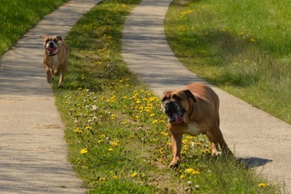 Continental Bulldogs Seeblickbulls Bilderalbum - De Paul zu Besuch