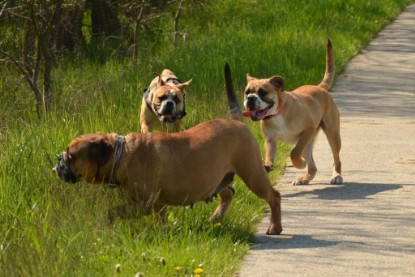 Continental Bulldogs Seeblickbulls Bilderalbum - De Paul zu Besuch