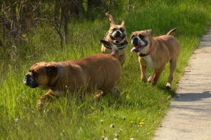 Continental Bulldogs Seeblickbulls Bilderalbum - De Paul zu Besuch