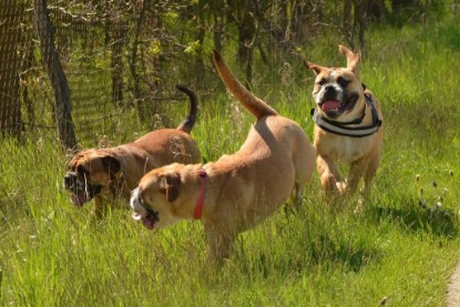 Continental Bulldogs Seeblickbulls Bilderalbum - De Paul zu Besuch