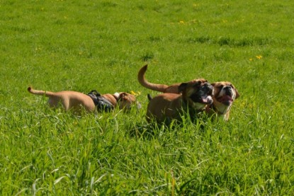 Continental Bulldogs Seeblickbulls Bilderalbum - De Paul zu Besuch