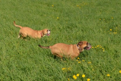 Continental Bulldogs Seeblickbulls Bilderalbum - De Paul zu Besuch