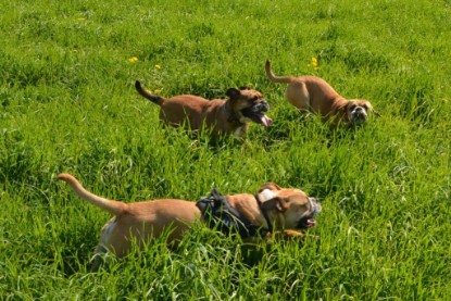 Continental Bulldogs Seeblickbulls Bilderalbum - De Paul zu Besuch