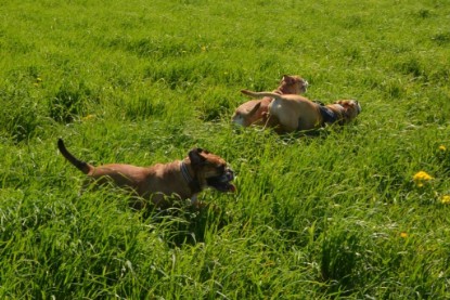 Continental Bulldogs Seeblickbulls Bilderalbum - De Paul zu Besuch