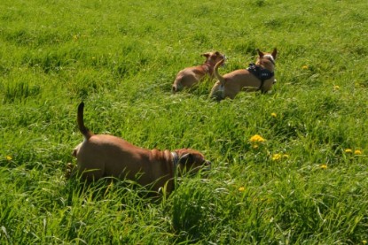 Continental Bulldogs Seeblickbulls Bilderalbum - De Paul zu Besuch