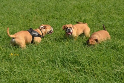 Continental Bulldogs Seeblickbulls Bilderalbum - De Paul zu Besuch