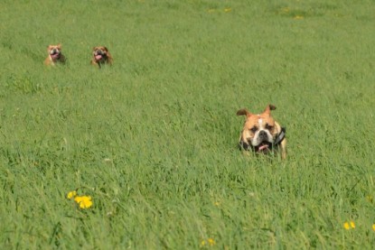 Continental Bulldogs Seeblickbulls Bilderalbum - De Paul zu Besuch