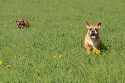 Continental Bulldogs Seeblickbulls Bilderalbum - De Paul zu Besuch