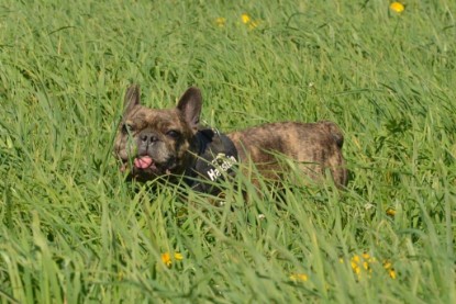 Continental Bulldogs Seeblickbulls Bilderalbum - De Paul zu Besuch