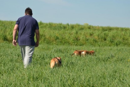 Continental Bulldogs Seeblickbulls Bilderalbum - De Paul zu Besuch