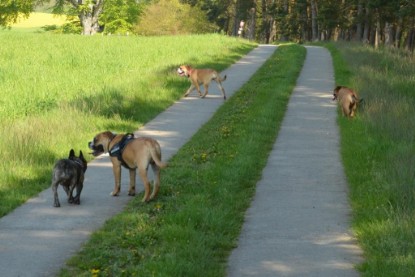 Continental Bulldogs Seeblickbulls Bilderalbum - De Paul zu Besuch