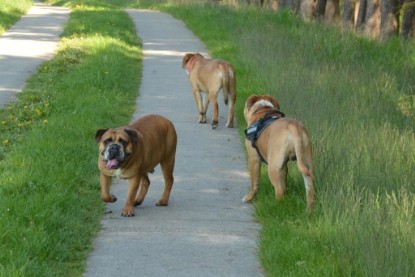 Continental Bulldogs Seeblickbulls Bilderalbum - De Paul zu Besuch