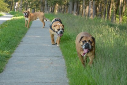 Continental Bulldogs Seeblickbulls Bilderalbum - De Paul zu Besuch