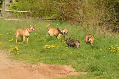 Continental Bulldogs Seeblickbulls Bilderalbum - De Paul zu Besuch