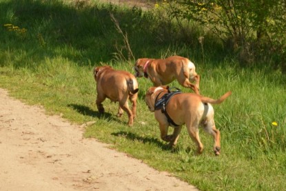 Continental Bulldogs Seeblickbulls Bilderalbum - De Paul zu Besuch