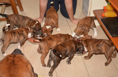 Continental Bulldogs Seeblickbulls Bilderalbum - Franz Hugo zu Besuch