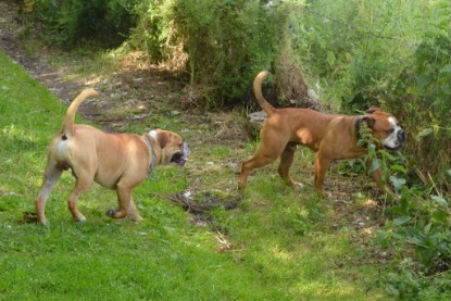 Continental Bulldogs Seeblickbulls Bilderalbum - Dante und De Paul