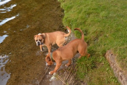 Continental Bulldogs Seeblickbulls Bilderalbum - Dante und De Paul