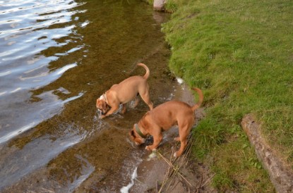 Continental Bulldogs Seeblickbulls Bilderalbum - Dante und De Paul