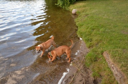 Continental Bulldogs Seeblickbulls Bilderalbum - Dante und De Paul