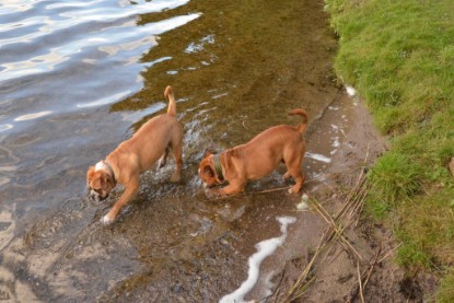 Continental Bulldogs Seeblickbulls Bilderalbum - Dante und De Paul