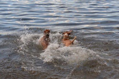 Continental Bulldogs Seeblickbulls Bilderalbum - Dante und De Paul