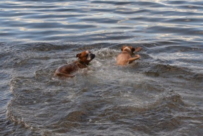 Continental Bulldogs Seeblickbulls Bilderalbum - Dante und De Paul