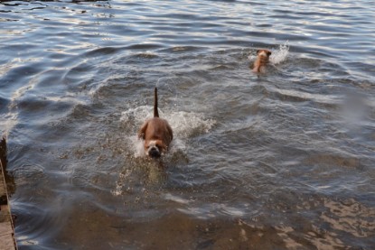 Continental Bulldogs Seeblickbulls Bilderalbum - Dante und De Paul