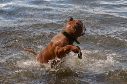 Continental Bulldogs Seeblickbulls Bilderalbum - Dante und De Paul