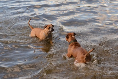 Continental Bulldogs Seeblickbulls Bilderalbum - Dante und De Paul