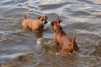 Continental Bulldogs Seeblickbulls Bilderalbum - Dante und De Paul