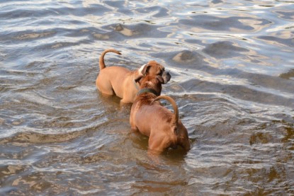 Continental Bulldogs Seeblickbulls Bilderalbum - Dante und De Paul