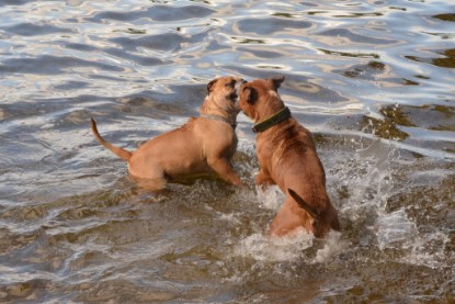 Continental Bulldogs Seeblickbulls Bilderalbum - Dante und De Paul